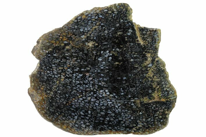 Polished, Black Petrified Palm Root Slab - Indonesia #151992